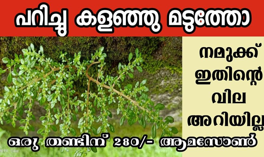 ഈ ചെടി വീട്ടിൽ ഉണ്ട് എങ്കിൽ ലക്ഷങ്ങൾ സമ്പാദിക്കാം..