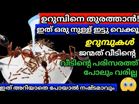 വീട്ടിൽ നിന്ന് ഉറുമ്പുകളെ തുരത്താൻ ഇതാ കിടിലൻ വഴി…