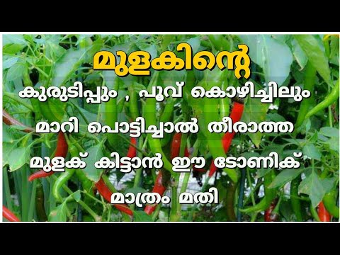 ഇലകൾ കാണാത്ത രീതിയിൽ പച്ചമുളക് ഉണ്ടാകും ഈ ഒരുകാര്യം ചെയ്താൽ…