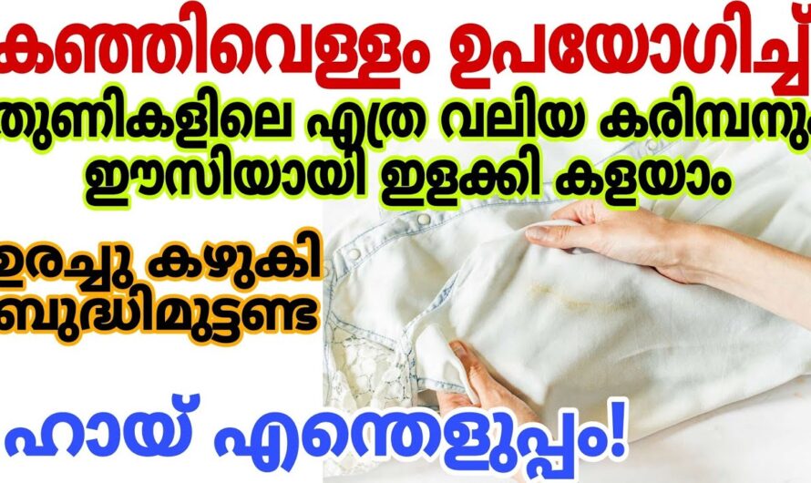 വസ്ത്രങ്ങളിലെ കരിമ്പൻ നിമിഷനേരങ്ങൾക്കുള്ളിൽ അപ്രത്യക്ഷമാകും..