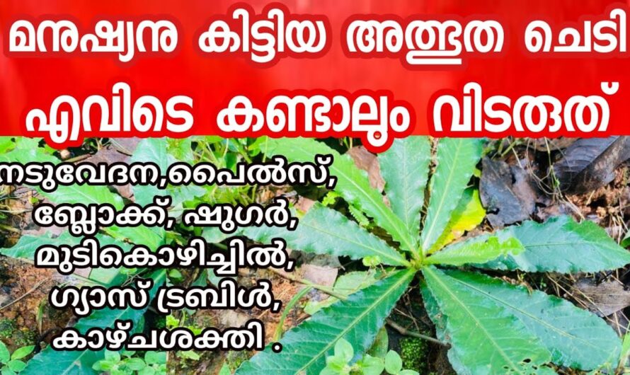 ആനച്ചുവടി എന്ന നിലം പറ്റിവളരുന്ന ചെടിയുടെ ഞെട്ടിക്കും ഗുണങ്ങൾ…