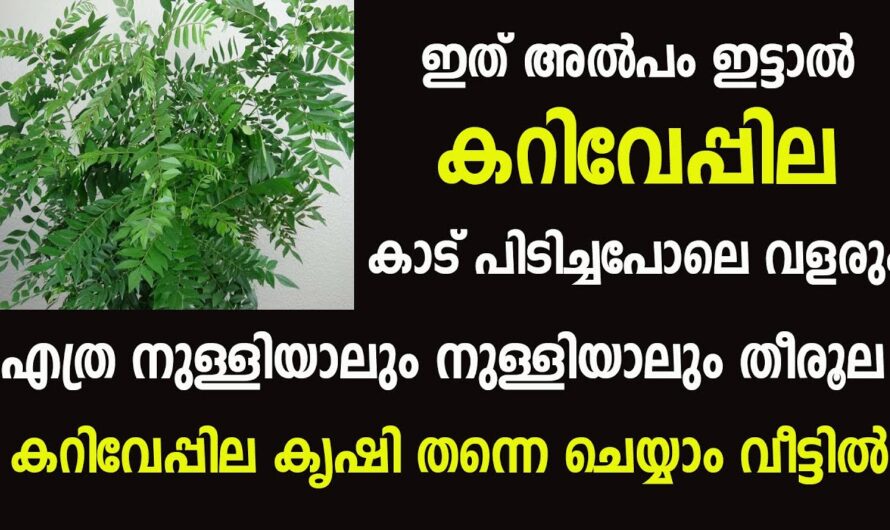 എത്ര ശുഷ്കിച്ച കറി വേപ്പിൻ ചെടിയും  നല്ല രീതിയിൽ വളരാൻ കിടിലൻ  ജൈവവളം..