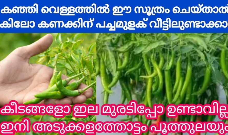 പച്ചമുളക് വീട്ടാവശ്യത്തിന് മാത്രമല്ല വിൽക്കാനും കിട്ടും ഈയൊരു ജൈവവളം പ്രയോഗിച്ചാൽ.