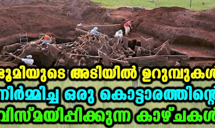 മനുഷ്യരുടെ നിർമിതികളെക്കാൾ വളരെ ഞെട്ടിക്കുന്ന ഉറുമ്പുകളുടെ നിർമിതി…