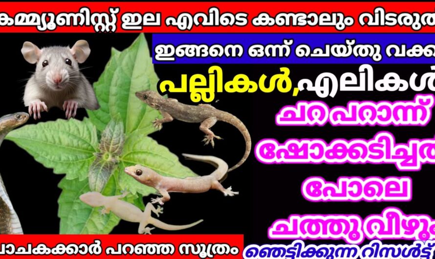 പല്ലി പാറ്റ എലി എന്നിവയുടെ ശല്യം എളുപ്പത്തിൽ പരിഹരിക്കാൻ ഇല മാത്രം മതി..