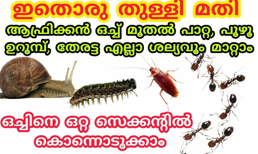 പുഴു, തേരറ്റ,  പാറ്റ, ഒച്ച് എന്നിവയെ തുരത്തിയോടിപ്പിക്കാൻ കിടിലൻ വഴി…