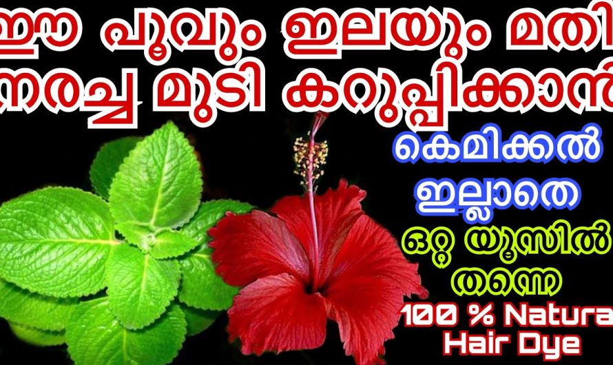 ചെമ്പരത്തിയും പനിക്കൂർക്കയും ഉണ്ടെങ്കിൽ മുടിയുടെ നര എളുപ്പത്തിൽ പരിഹരിക്കും..