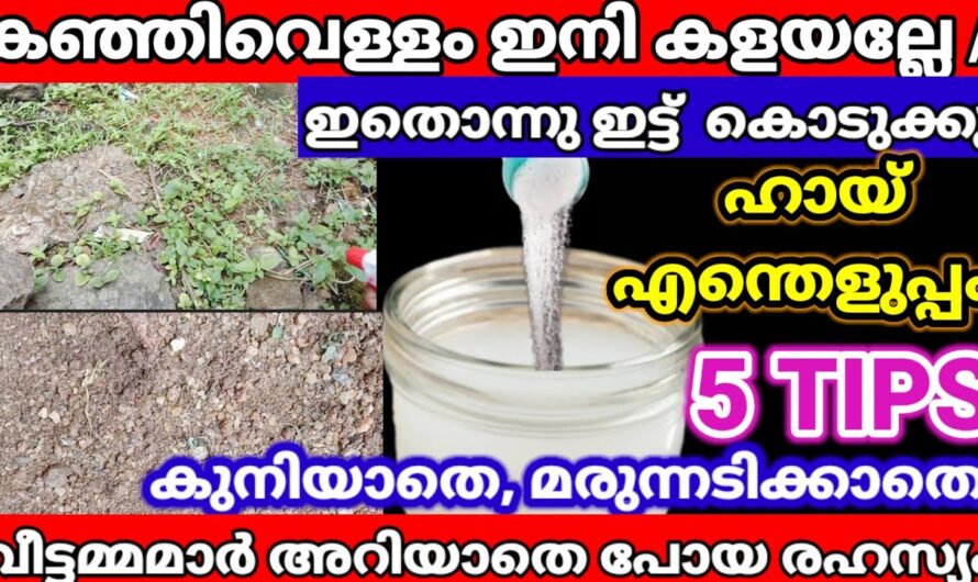 ഇനി കഞ്ഞിവെള്ളം പാഴാക്കണ്ട ഈ ഒരു കാര്യം ചെയ്തു നോക്കൂ ഞെട്ടിക്കും റിസൾട്ട്..