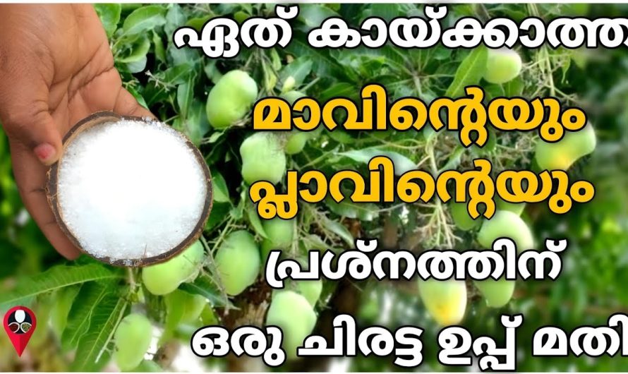 നമ്മുടെ വീട്ടിലെ ഏത് കായ്ക്കാത്ത മാവും പ്ലാവും എളുപ്പത്തിൽ കായിക്കാൻ…