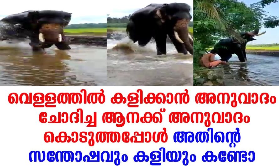 പുഴ കണ്ടപ്പോൾ ആന പാപ്പാനോട് ചെയ്തത് കണ്ടോ..