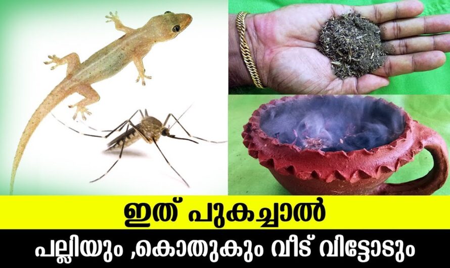 കൊതുക പാറ്റ ശല്യം എളുപ്പത്തിൽ പരിഹരിക്കാൻ.