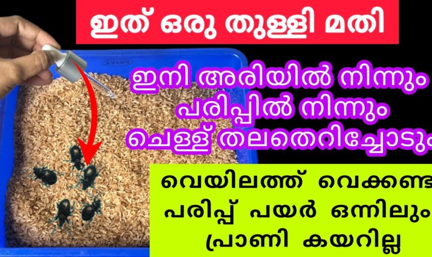 അരിയിലും ധാന്യ വർഗ്ഗങ്ങളിലും പ്രാണികൾ ഉണ്ടാകാതെ ദീർഘനാൾ സൂക്ഷിക്കാൻ കിടിലൻ വഴി..