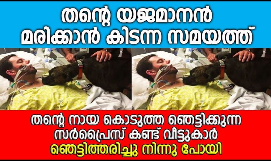 യജമാനനു  വേണ്ടി ഈ വളർത്തു നായ ചെയ്തത് കണ്ടോ…